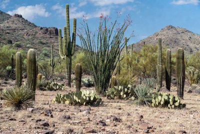 Saguaro Cacti in Desert Landscape