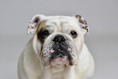 Close-up English Bulldog face
