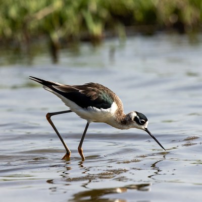 Black-winged Stilt foraging in water
