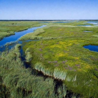 Aerial view of lush green marshland
