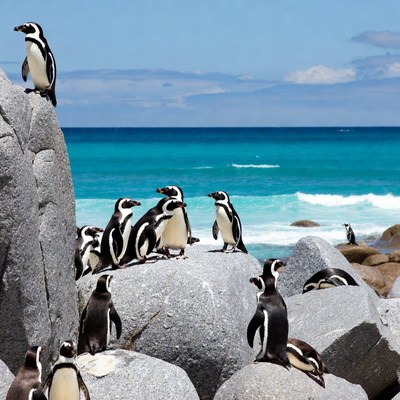 Humboldt Penguins on Rocks by Ocean