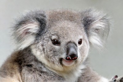Close-up of cute koala bear