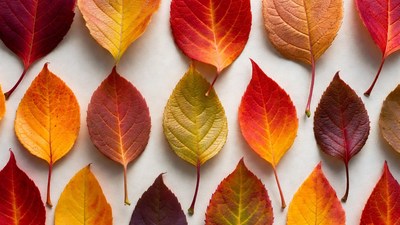Colorful Autumn Leaves on White Background