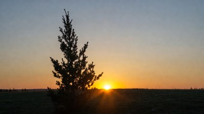 Silhouette Pine Tree at Sunset