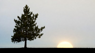 Pine tree silhouetted against sunrise