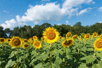 Sunflower Field Under Blue Sky