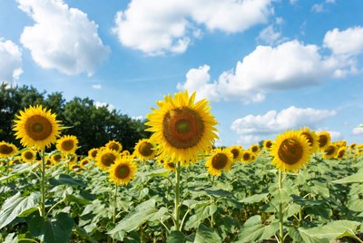 Sunflower Field Under Blue Sky