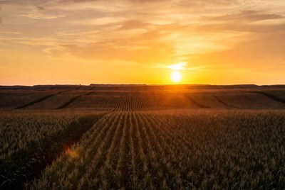 Sunset over cornfield rows