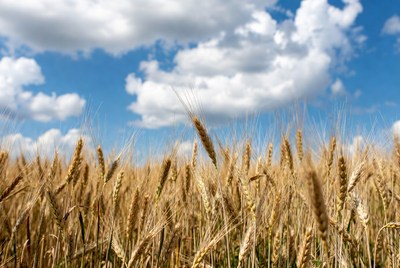 Golden Wheat Field Blue Sky