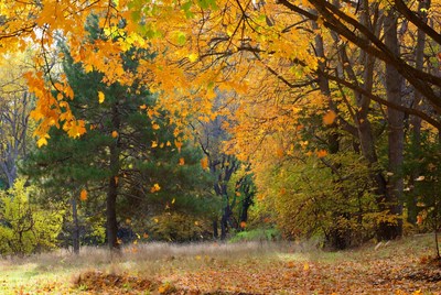 Autumn Forest with Vibrant Orange Trees