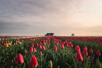 Tulip Field with House