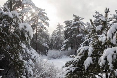 Snowy Pine Forest with Sunlight