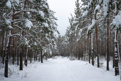 Snowy Path Through Pine Forest