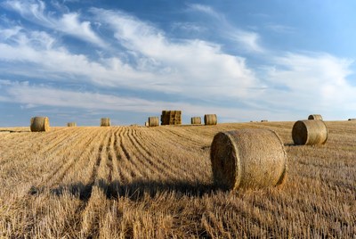 Hay bales in wheat field