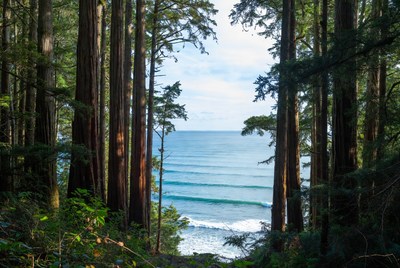 Redwoods Framing Ocean Waves