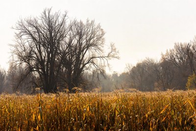 Bare Trees in Golden Wheat Field