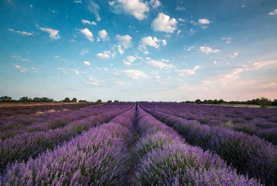 Lavender Field Under Blue Sky