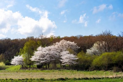 White Cherry Blossoms in Spring Forest