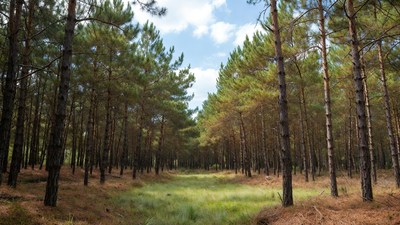 Pine Forest Path with Sunlight