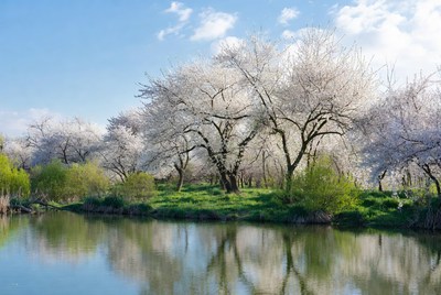 Cherry Blossom Trees by Lake