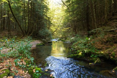Forest Stream Flowing Through Green Woods
