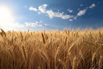 Golden Wheat Field Under Blue Sky