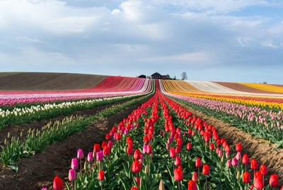 Colorful Tulip Fields with Rows