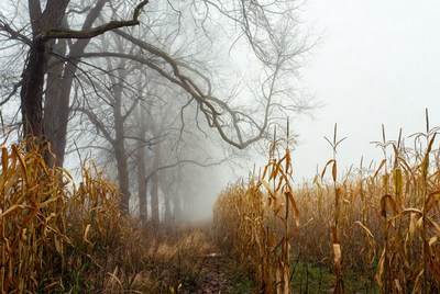 Foggy cornfield path with bare trees