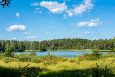 Scenic lake surrounded by pine forest