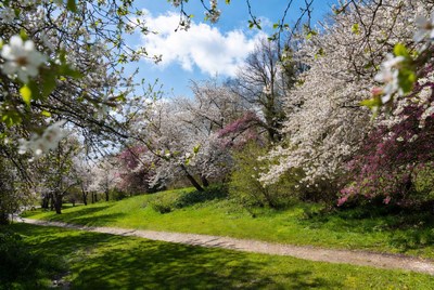 Cherry Blossom Path in Spring Park