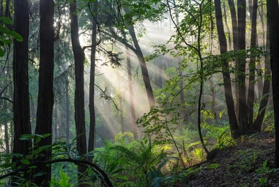 Sunlight Filtering Through Forest Trees