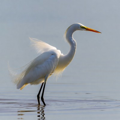 Great Egret Standing in Water