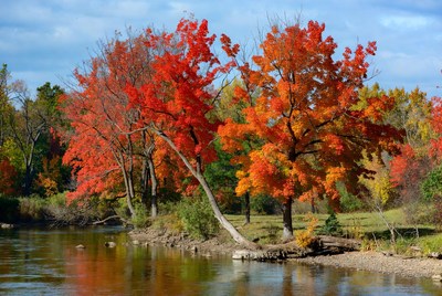 Red Maple Trees by River