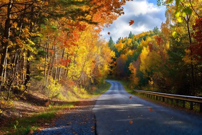 Winding road through autumn forest