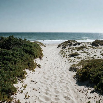 Sandy path through beach dunes to ocean