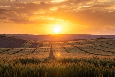 Sunset over Wheat Fields