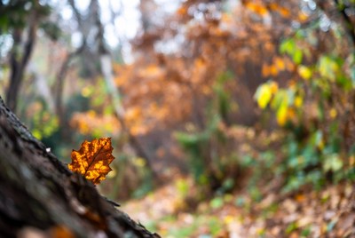 Autumn Maple Leaf on Tree Bark