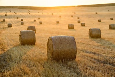 Hay bales in golden sunset field