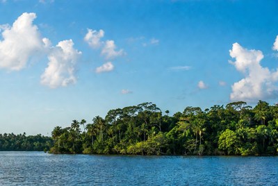 Tropical Forest by Blue River