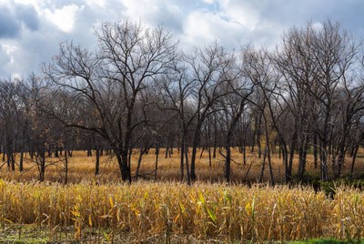 Bare Trees in Golden Corn Field