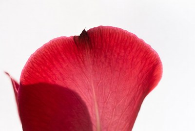 Red Flower Petal Closeup
