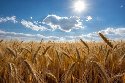 Golden Wheat Field Under Sunny Blue Sky