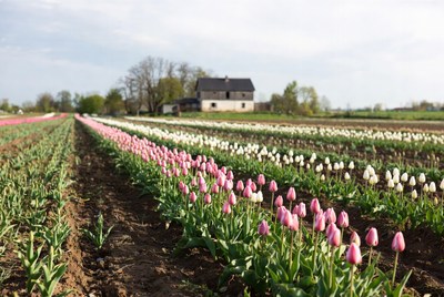 Pink and White Tulip Fields with House