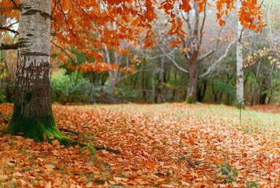 Autumn Forest with Orange Leaves