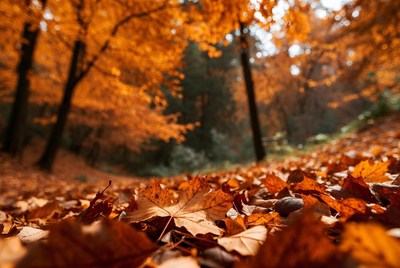 Autumn Forest Path Covered in Orange Leaves