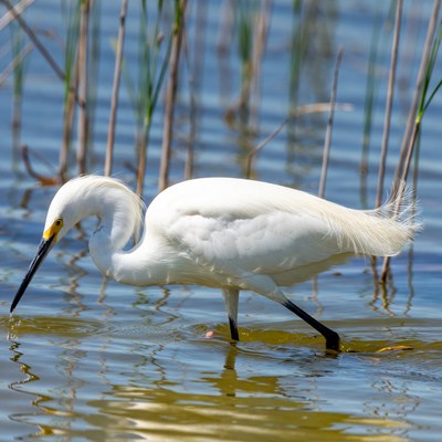 White egret foraging in marsh water