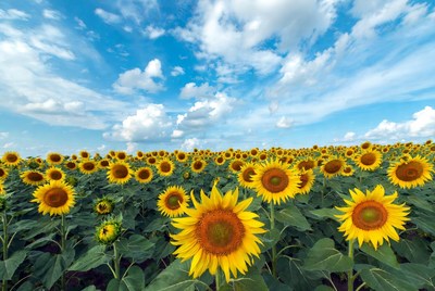 Sunflower Field Under Blue Sky