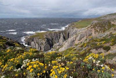 Cliffside with yellow flowers and ocean