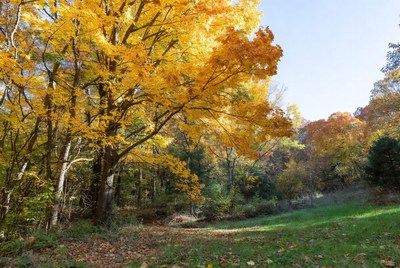 Autumn Maple Tree in Forest