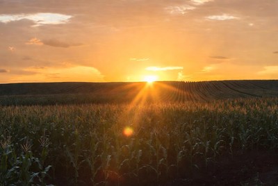 Sunset over Corn Field
